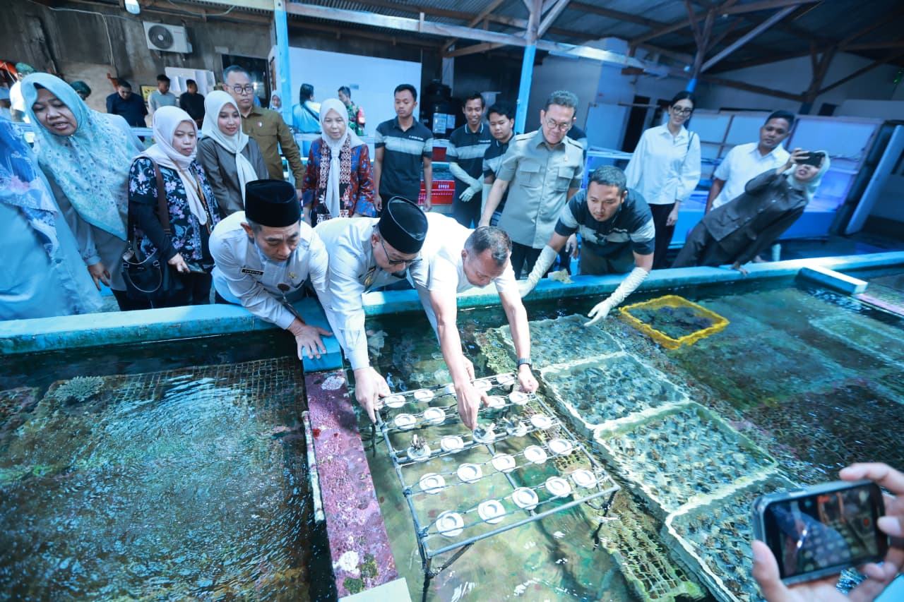 Ekspor ke 20 Negara, Koral Budidaya Banyuwangi Diminati Pasar Global